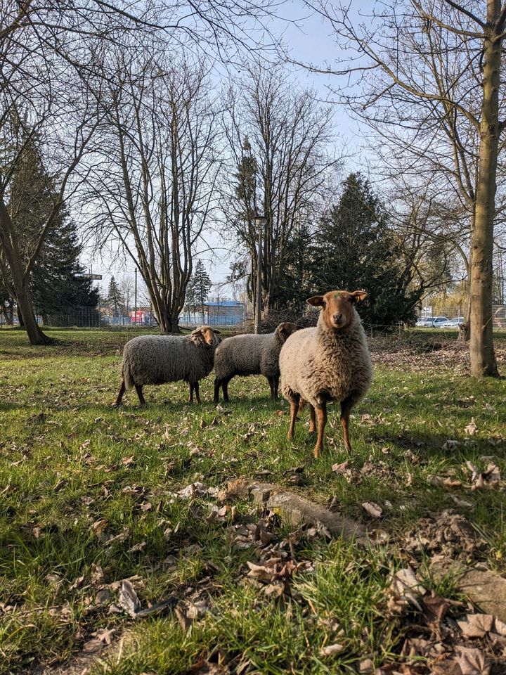 SUCHE Grünflächen Weideflächen in Rostock