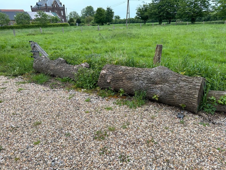 Baumstämme - Holz - Brennholz in Wesel