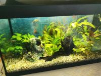 Aquarium 60 L Baden-Württemberg - Markgröningen Vorschau