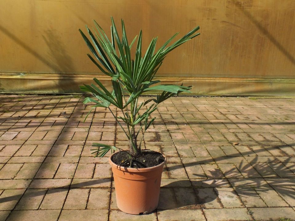 ✅NEU✅ Trachycarpus fortunei 50-260cm winterharte Hanfpalme 4 in Wiesloch
