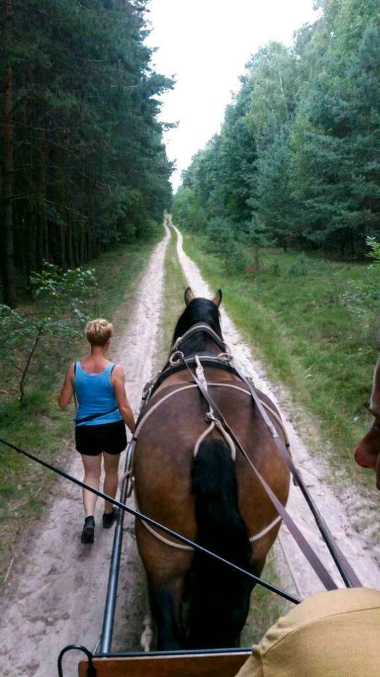 Kutsche Fahren, Pferd, Esel oder Pony in Ziesar