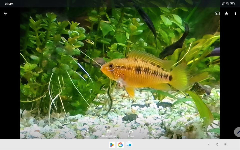 Apistogramma macmasteri Weibchen in Bochum