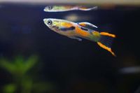 Endlers Guppys Baden-Württemberg - Nußloch Vorschau