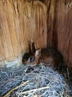 Zwergrexkaninchen Zwerghasen Hessen - Steinau an der Straße Vorschau