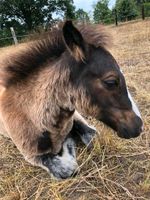 Reitferien Feriencamp Sommerferien Brandenburg - Sonnewalde Vorschau