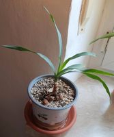 Yucca Palme Ableger Bayern - Weiden (Oberpfalz) Vorschau