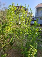 Hibiskus weiß gefüllt eintriebig 2,20 m (auch andere Farben vorh) Baden-Württemberg - Plankstadt Vorschau