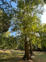 100 Samen Urwelt Mammutbaum Chinesisches Rotholz Metasequoia Frankfurt am Main - Gutleutviertel Vorschau