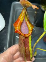 Nepenthes (Bongso x Inermis) x Truncata / Kannenpflanze Nordrhein-Westfalen - Gütersloh Vorschau