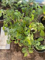 Tomaten Pflanzen Niedersachsen - Salzgitter Vorschau