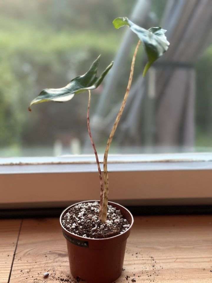 Alocasia Tigrina Variegata Jungpflanze in Stuttgart