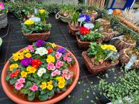 self Mein Markt Gartencenter -Holt euch den Frühling ins Haus Primelchen, Osterglocken, Grünpflanzen, Blumenerde, Übertöpfe, schönes Zuhause, Osterhasen, Vogelhäuser, Vogelfutter, Frühling, Osterdeko Nordrhein-Westfalen - Kevelaer Vorschau