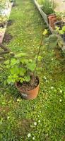 Schwarze Brombeeren Beuel - Küdinghoven Vorschau