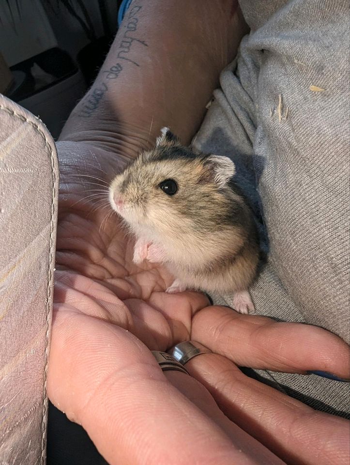 6 süße Hamsterbabys in Hohenthann