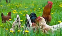 Privat Bio Eier zu Verkaufen von Unseren Glücklichen Hühner Baden-Württemberg - Reutlingen Vorschau