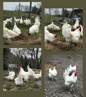 Französische Bresse Gauloise Hühner Glucke mit Küken Hennen Baden-Württemberg - Argenbühl Vorschau