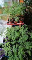 Bio Tomatenpflanzen, Setzlinge, Gemüse, Hochbeet, Balkon, Tomate München - Ramersdorf-Perlach Vorschau