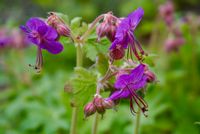 Storchschnabel Geranium pink toller Bodendecker ☺ Sonne Halbschat Rheinland-Pfalz - Mainz Vorschau