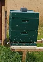 Bienen  Bienenvolk Osterholz - Tenever Vorschau