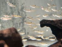 Augenfleckbärbling Brevibora Rasbora  dorsiocellata 1,80€ Baden-Württemberg - Rangendingen Vorschau