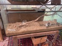 Glasterrarium für Nager oder Reptilien Niedersachsen - Burgwedel Vorschau