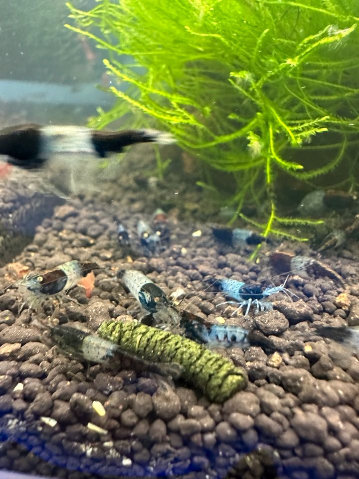 Carbon Rili Garnelen Neocaridina - 1€ Stück in Bad Birnbach