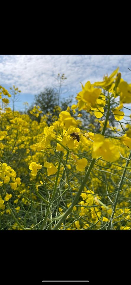 Bienenvölker zu verkaufen (Bienen, Wirtschaftsvolk) in Ingelheim am Rhein