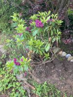 Rhododendron lila Schleswig-Holstein - Bargteheide Vorschau