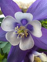 20 Samen // Aquilegia caerulea Kr. Passau - Passau Vorschau