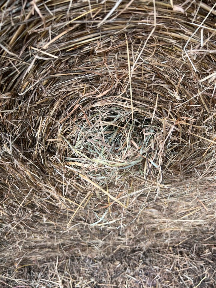 Heu in Rundballen draußen gelagert unter Fli Rinder Schafe Ziegen in Ahrenshagen-Daskow