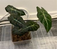 Alocasia polly Berlin - Marzahn Vorschau