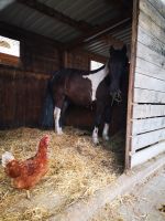 Ponyreiten Baden-Württemberg - Waiblingen Vorschau