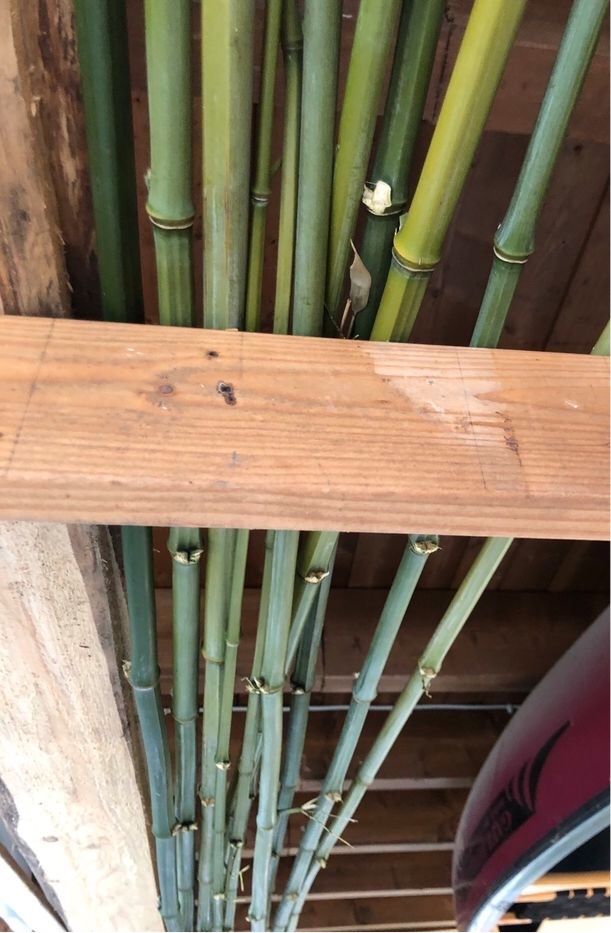 Bambusstangen bis 3 Meter lang in Helmeroth