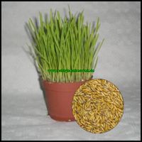 Katzengras Samen (Avena sativa) 4kg Nürnberg (Mittelfr) - Schweinau Vorschau