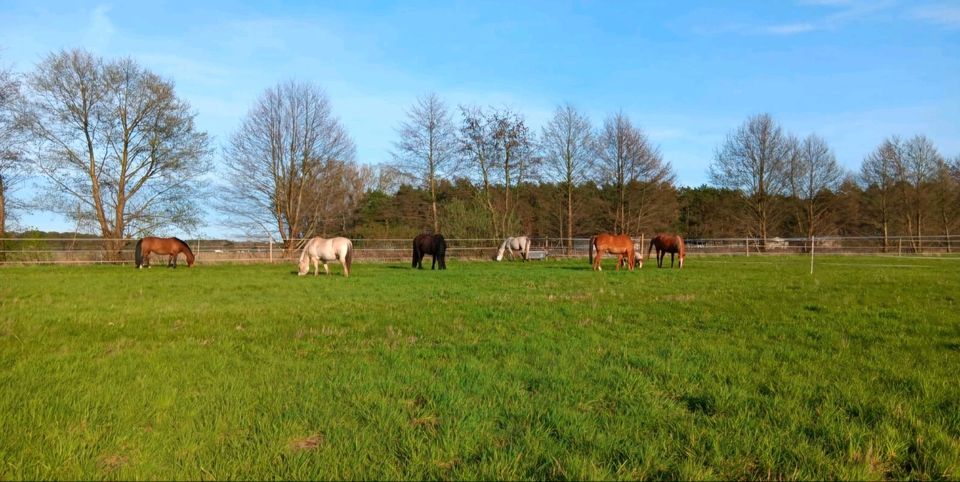 Offenstallplatz in Finowfurt in Schorfheide