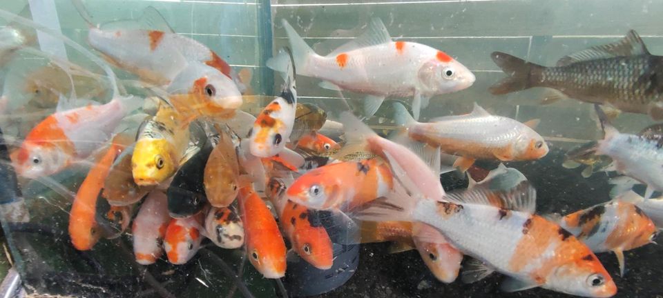 Koi Teichfische Fische Zierfische Farbkarpfen Karpfen Kois in Ilsede