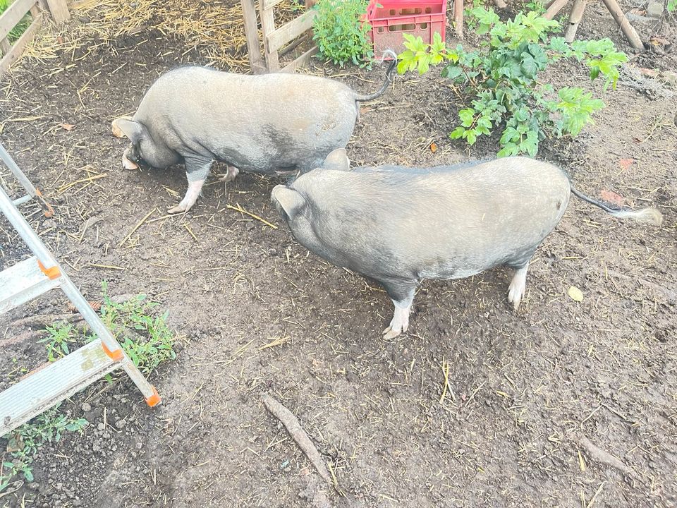 Minischweine in Oldisleben