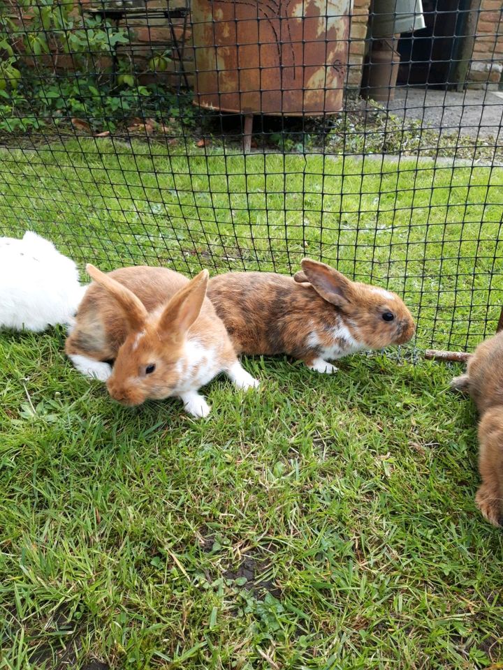 Wunderschöne Kaninchen Junge - 9 Wochen alt zu verkaufen in Moormerland