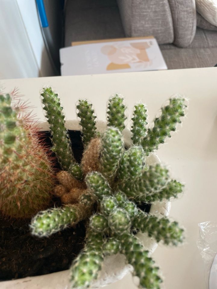 Kakteen/ Kaktus im Topf in Güglingen