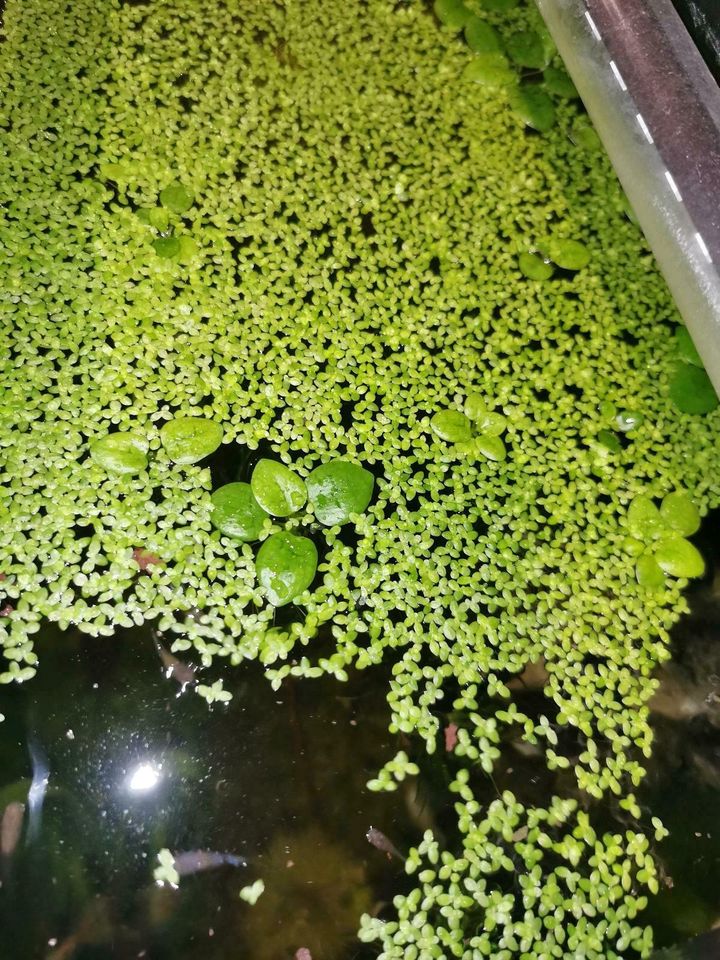 Wasserlinsen Aquarium Teich Pflanze in Pösing