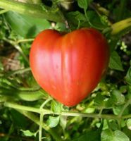 20 Samen Ochsenherz Rote Fleischtomate aus unser Garten Rheinland-Pfalz - Langenbach Vorschau