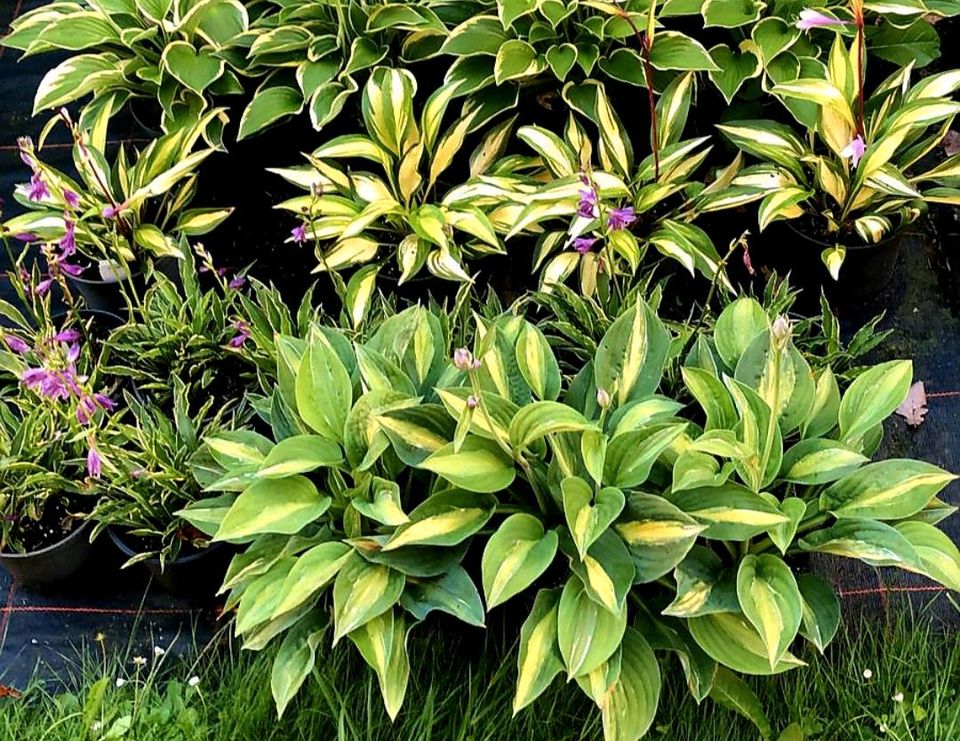 Hosta Striptease Funkie Stauden Pflanzen 1,4 Liter Topf in Rhauderfehn