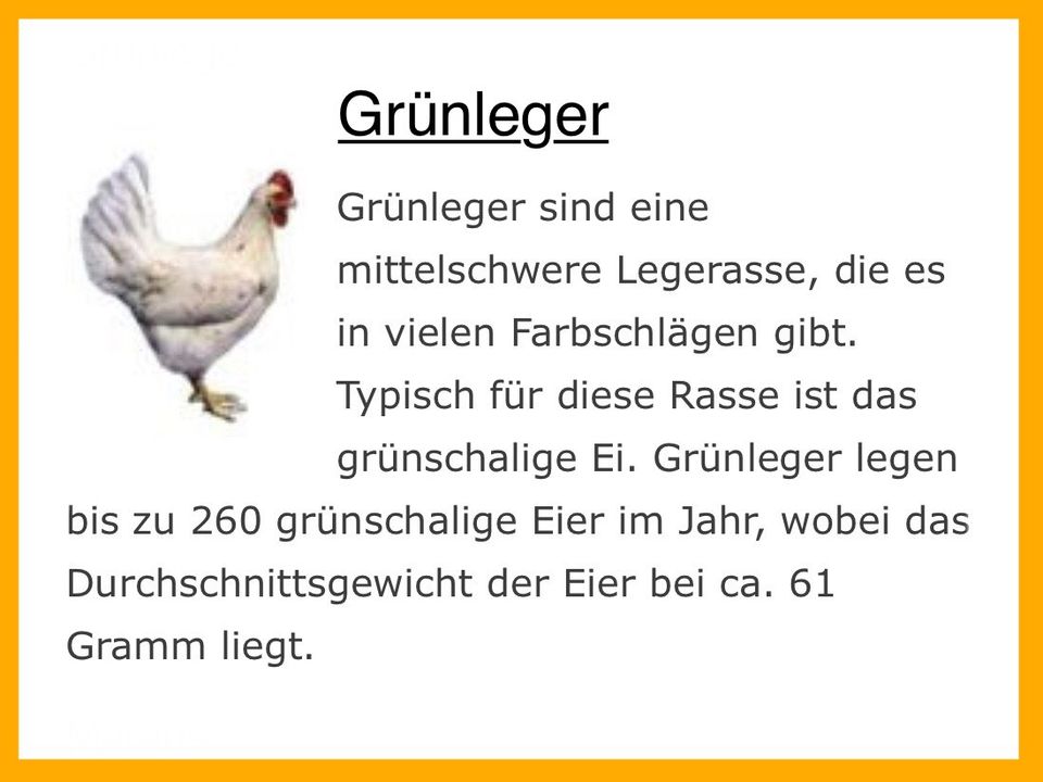 Maran Grünleger Araucaner Huhn Hühner Legehennen in Leinefelde-Worbis