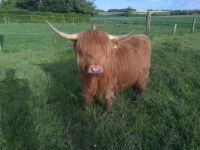 Schottische Hochlandrinder highland cattle Baden-Württemberg - Rot am See Vorschau