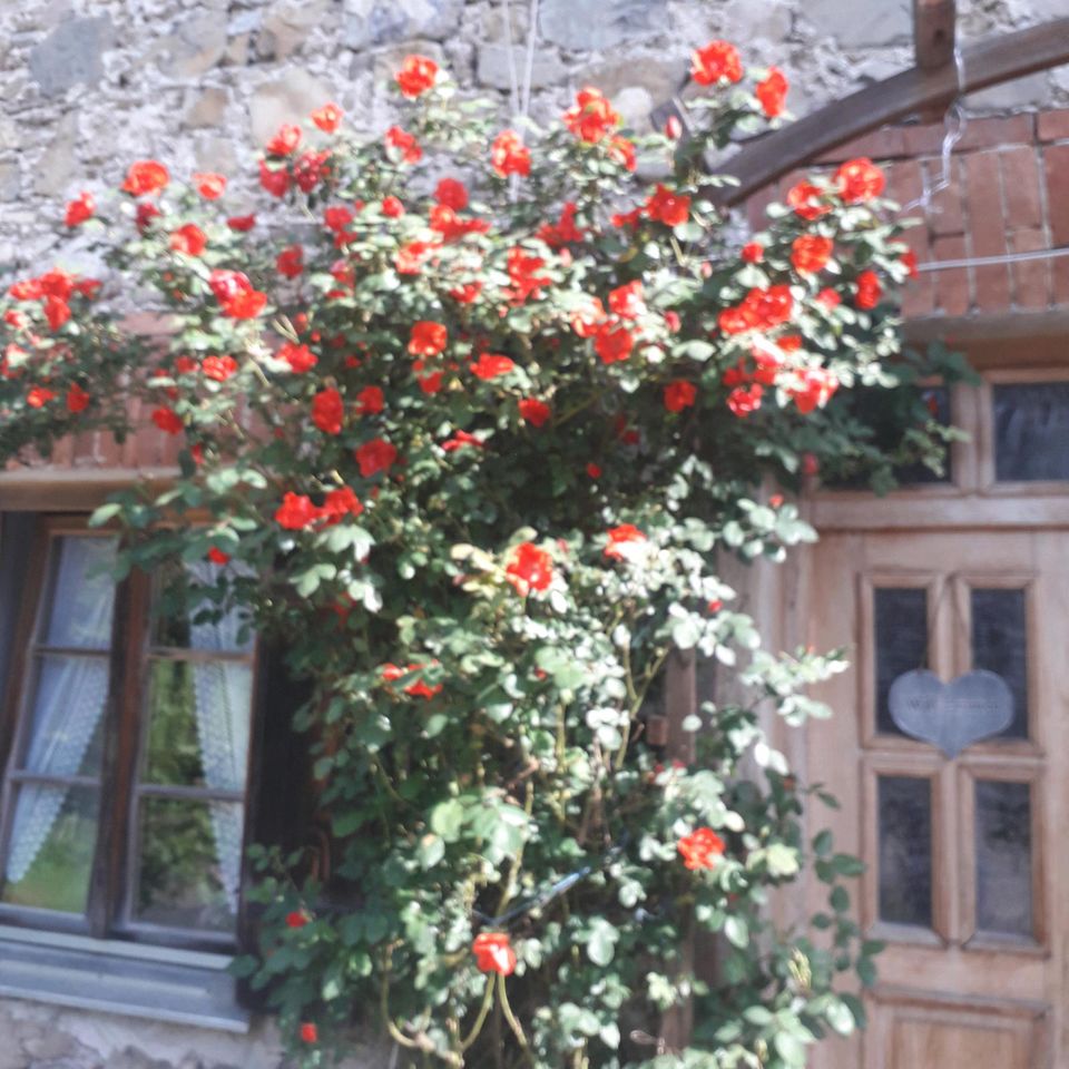 Bio Eier von glücklichen Hühner in Bad Feilnbach