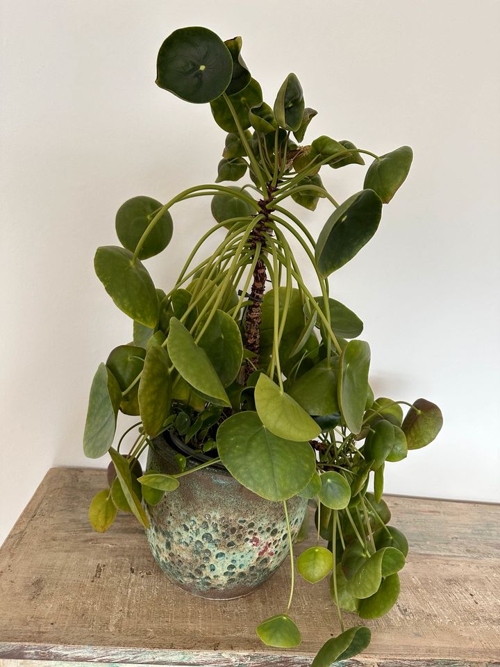 Pilea Peperomioides chinesischer Geldbaum Zimmerpflane Ufo Pflanz in Birkenfeld