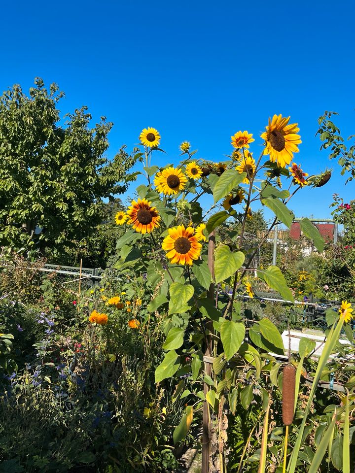 Sonnenblume „Herbstschönheit“ in Leipzig