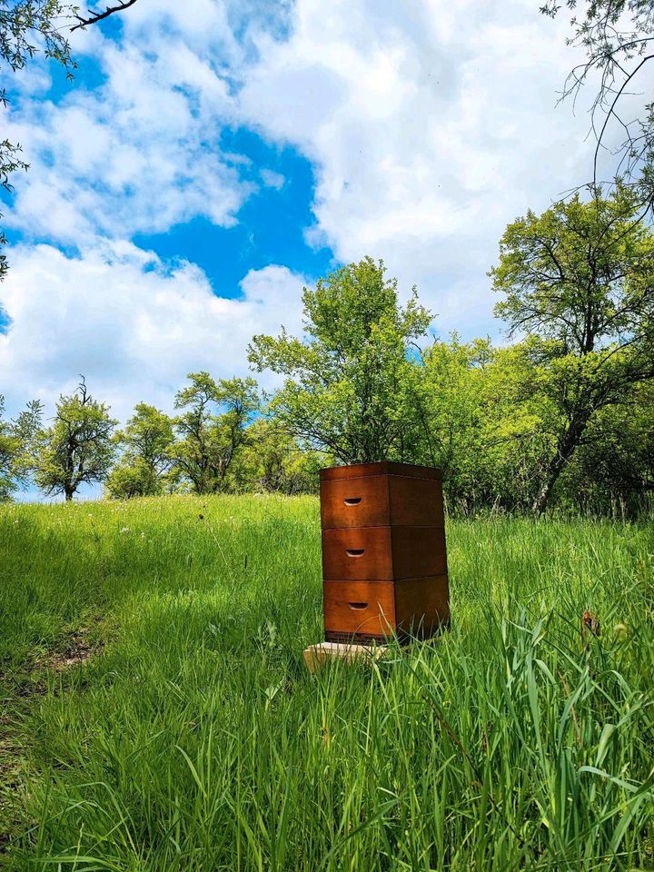 Wirtschaftsvolk mit Erlanger Zander Beute Carnica Bienen Karnika in Dietingen