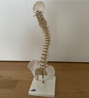 Flexibles Modell Wirbelsäule mit Becken Anatomie Medizin 3B Hessen - Gießen Vorschau