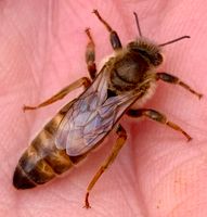 Bienen Königin Weisel Carnica Buckfast Ligustica F1 von Reinzucht Niedersachsen - Buxtehude Vorschau